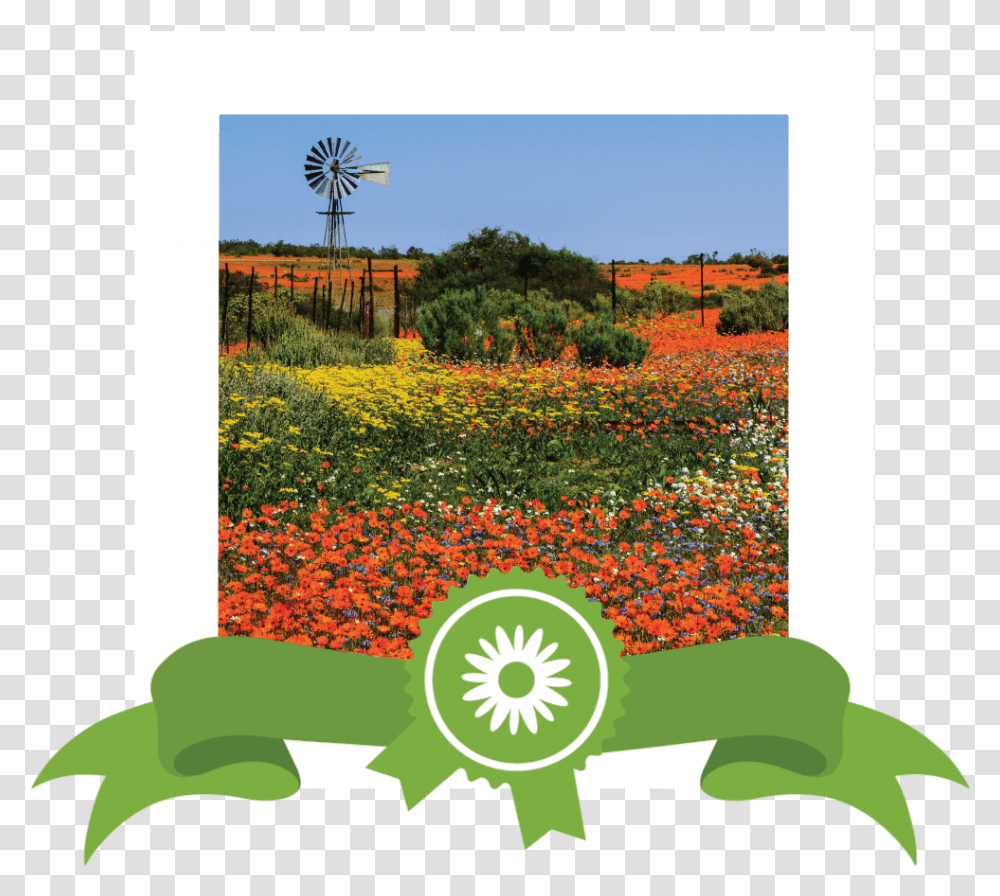 Site Images Wldflower 04 New Realign South African Wild Flowers, Machine, Outdoors, Field, Plant Transparent Png