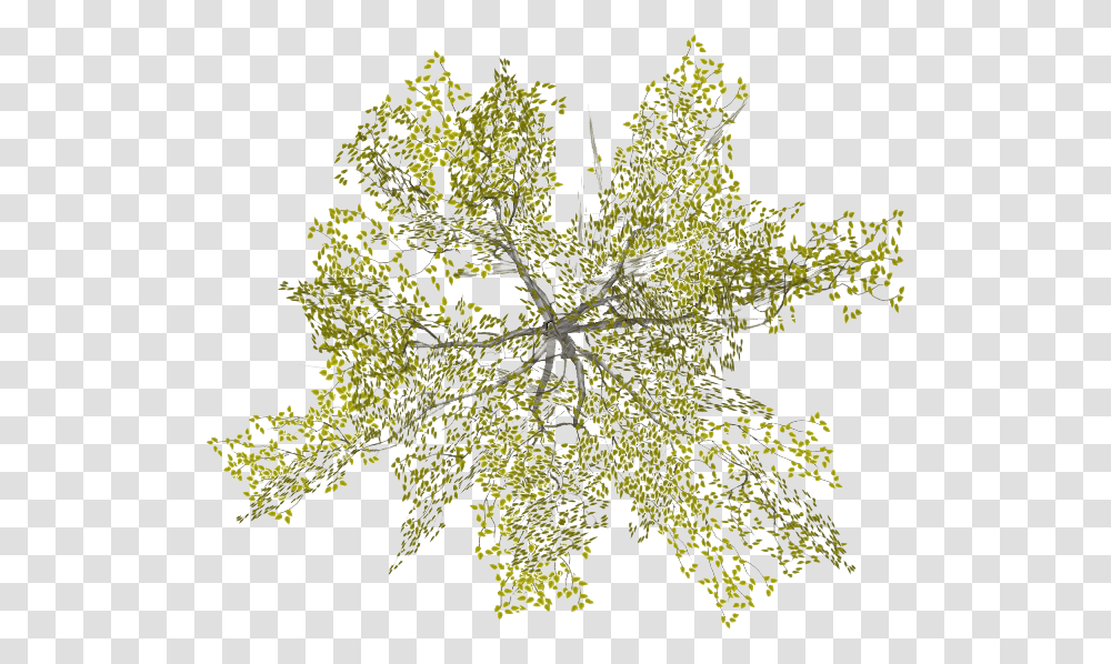 Site Plan Tree Tree Top View Drawing, Plant, Fractal, Pattern, Ornament Transparent Png
