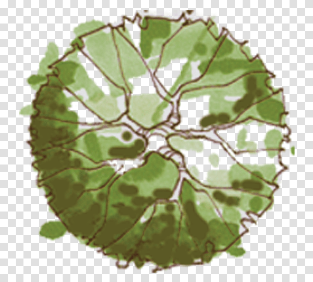 Site Plan Trees Arbol En Planta Plano De Jardin Tree Plan Sketch, Leaf, Grapes, Fruit, Food Transparent Png