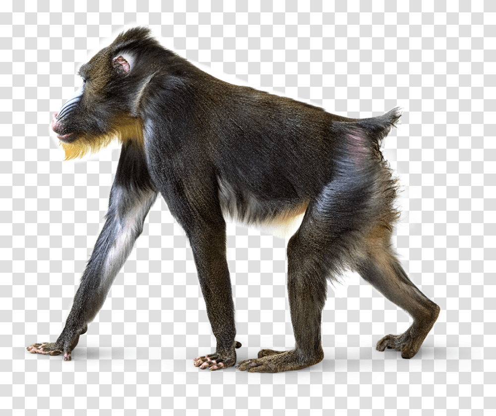Sitting Background Image Howler Monkey Background, Wildlife, Mammal, Animal, Baboon Transparent Png