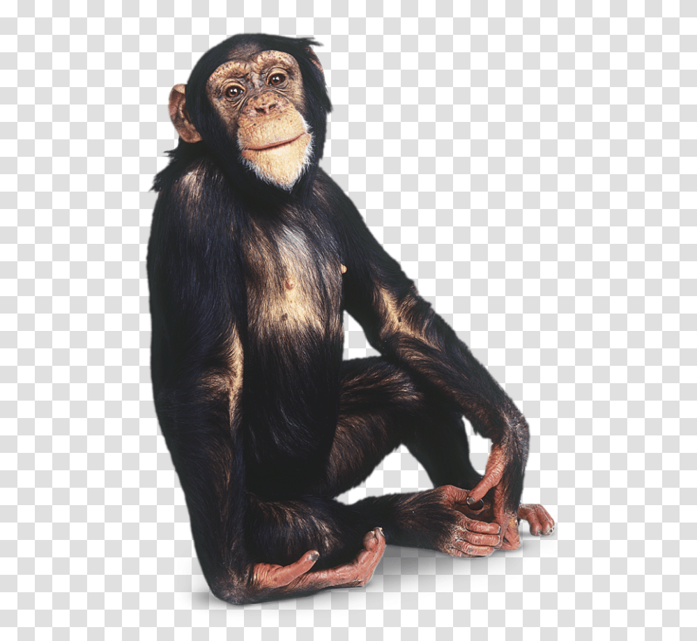 Sitting Background Image Monkey Background, Ape, Wildlife, Mammal, Animal Transparent Png