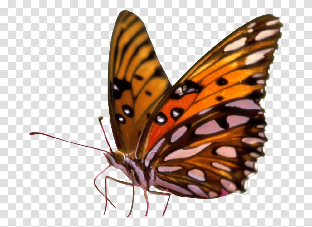 Sitting Butterfly On Flower, Monarch, Insect, Invertebrate, Animal Transparent Png