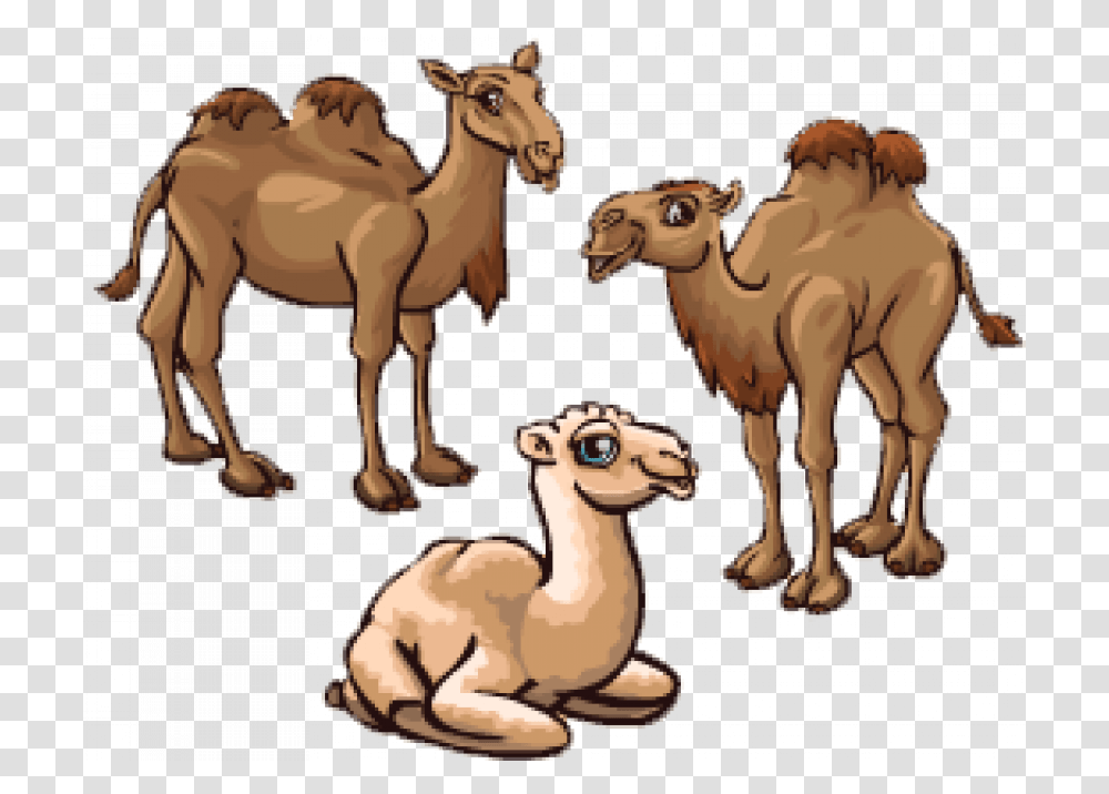 Sitting Camel Full Hd Arabian Camel, Mammal, Animal, Horse Transparent Png