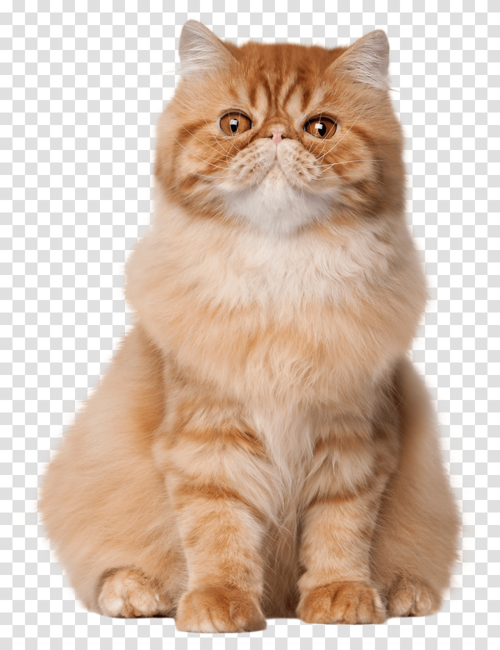 Sitting Cat Clip Art Cat Sitting Down Hd Transparent Png