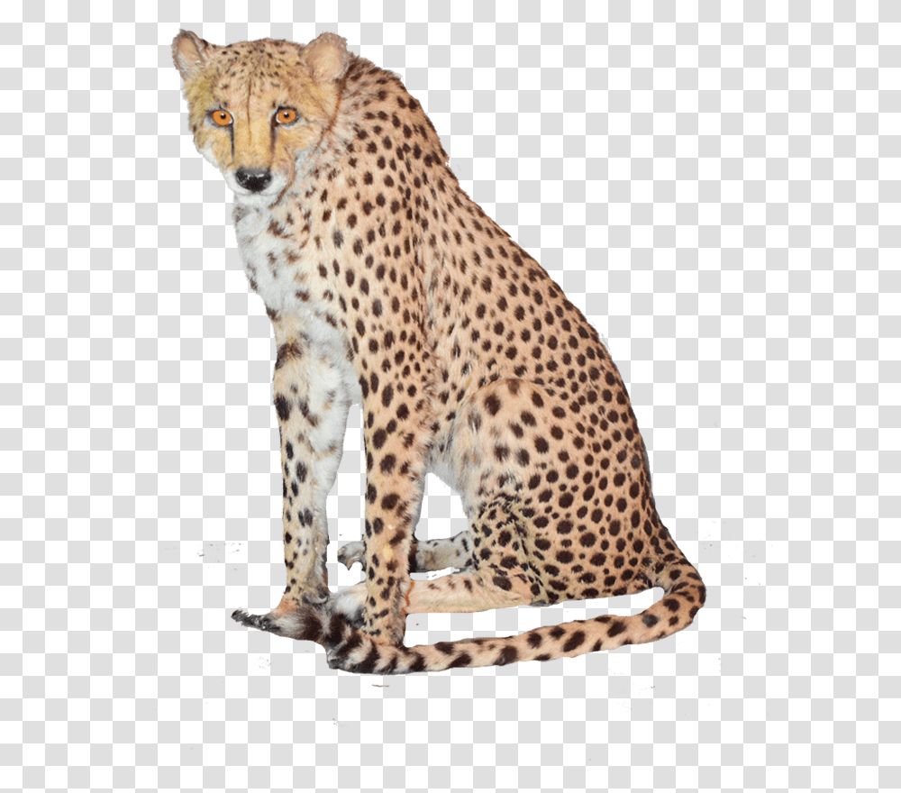Sitting Cheetah High Quality Image High Resolution Cheetah, Wildlife, Mammal, Animal, Panther Transparent Png