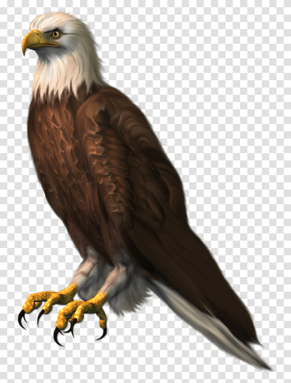 Sitting Eagle Hd, Bird, Animal, Bald Eagle, Vulture Transparent Png
