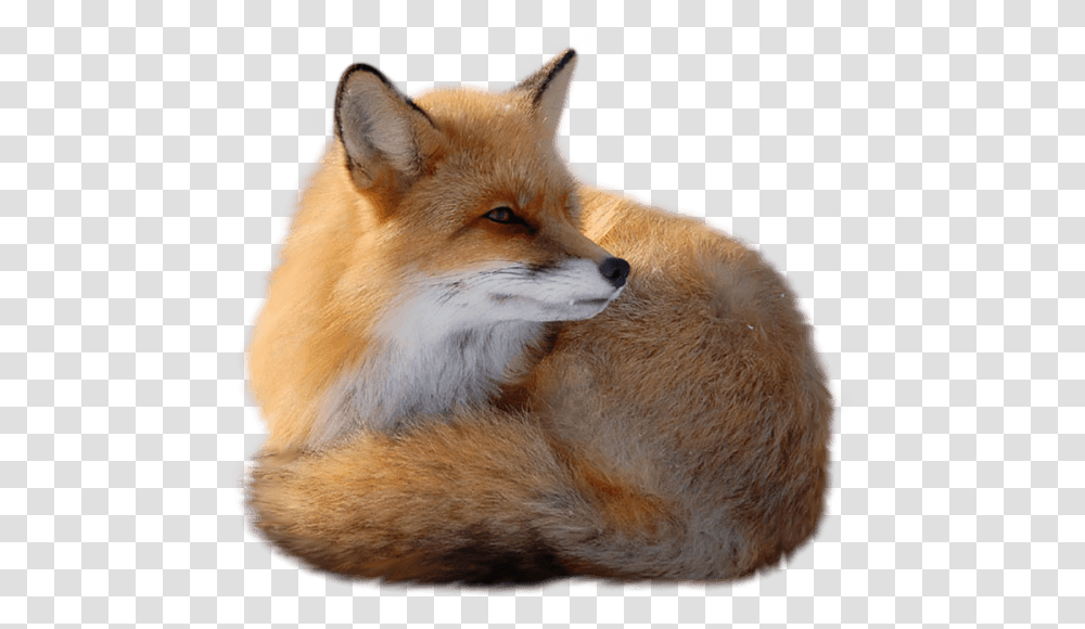 Sitting Fox Red Fox, Canine, Wildlife, Mammal, Animal Transparent Png