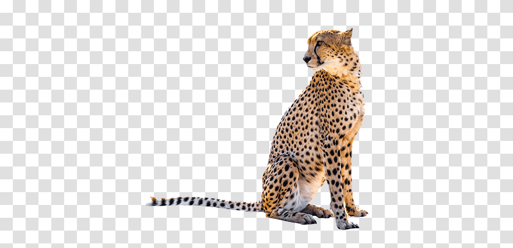 Sitting Leopard Image Arts, Cheetah, Wildlife, Mammal, Animal Transparent Png
