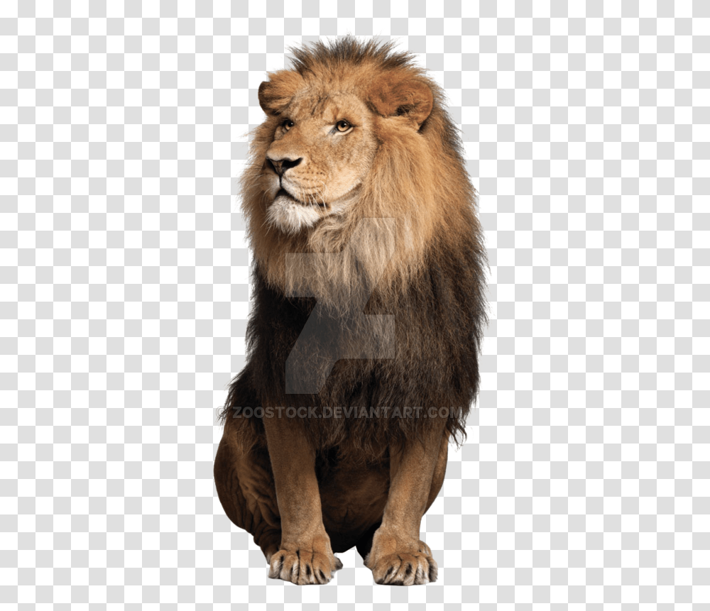Sitting Lion Free Download Lion Sitting Down Front View, Wildlife, Mammal, Animal Transparent Png