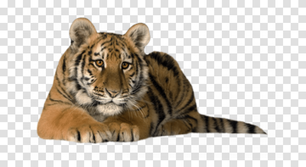Sitting Red Siberian Tiger, Wildlife, Mammal, Animal, Panther Transparent Png