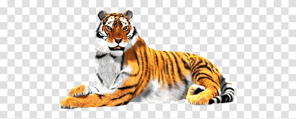 Sitting Tiger Download Image Arts, Wildlife, Mammal, Animal Transparent Png