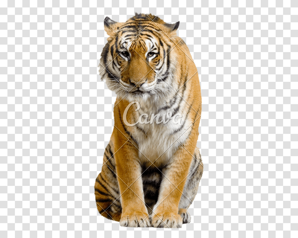 Sitting Tiger Image Tiger Full Body Sitting, Wildlife, Mammal Transparent Png