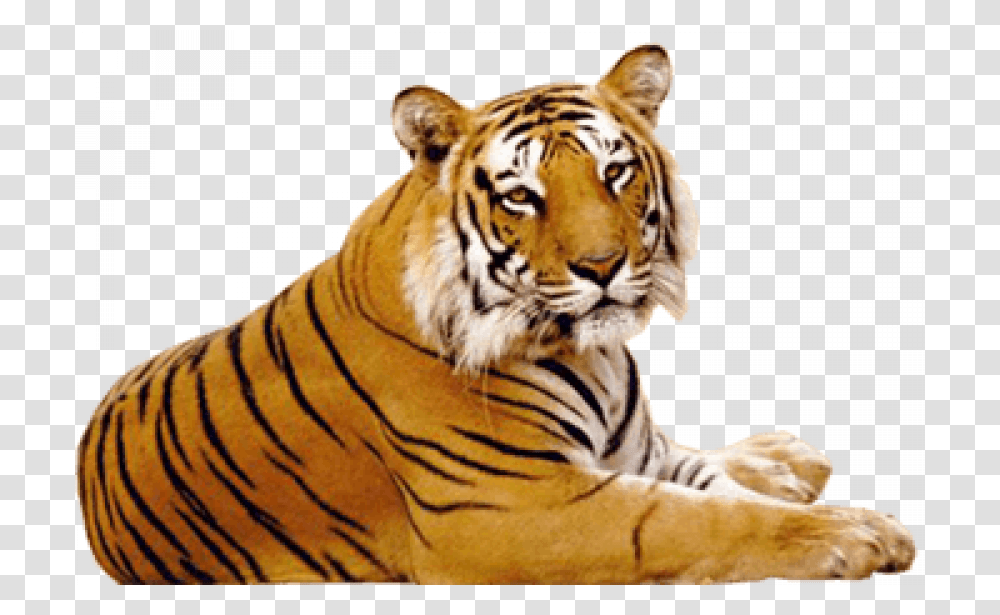 Sitting Tiger Photo Hd, Wildlife, Mammal, Animal Transparent Png