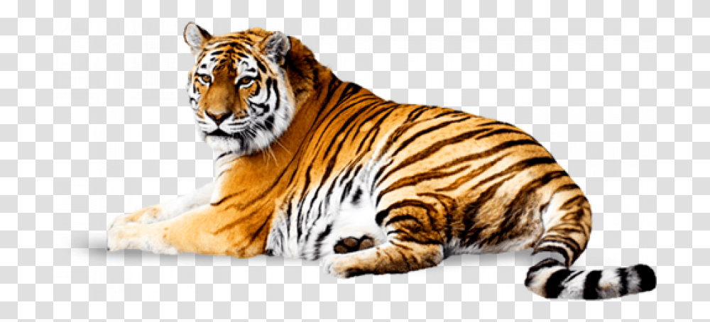 Sitting Tiger, Wildlife, Mammal, Animal Transparent Png