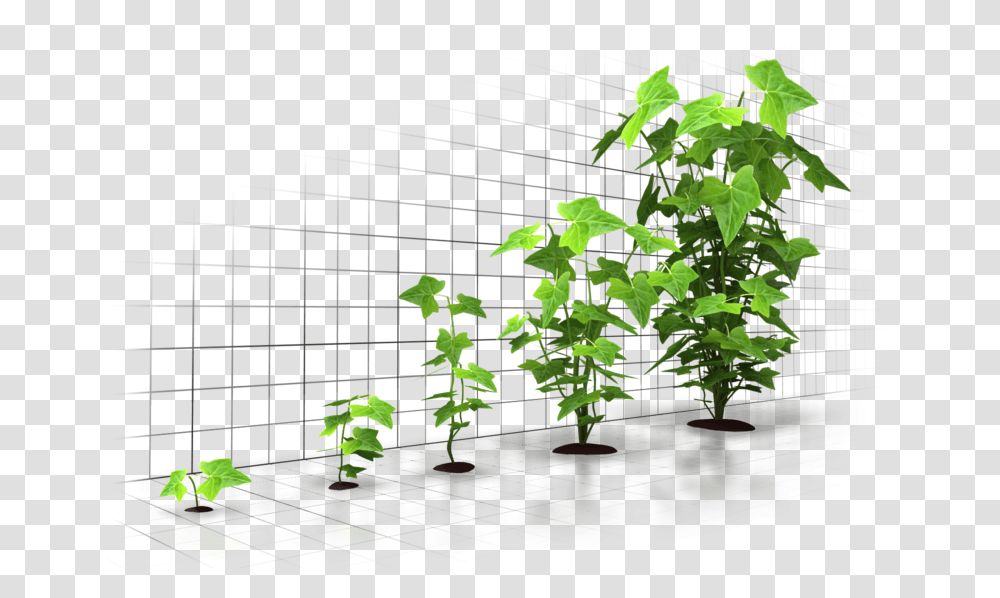 Six Incredible Ways To Grow Your Business Through Digital Tree Grow Up, Plant, Leaf, Vegetation, Outdoors Transparent Png