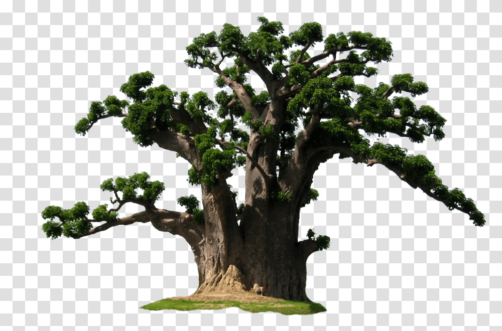 Size Pix Baobab Tree, Plant, Tree Trunk, Potted Plant, Vase Transparent Png