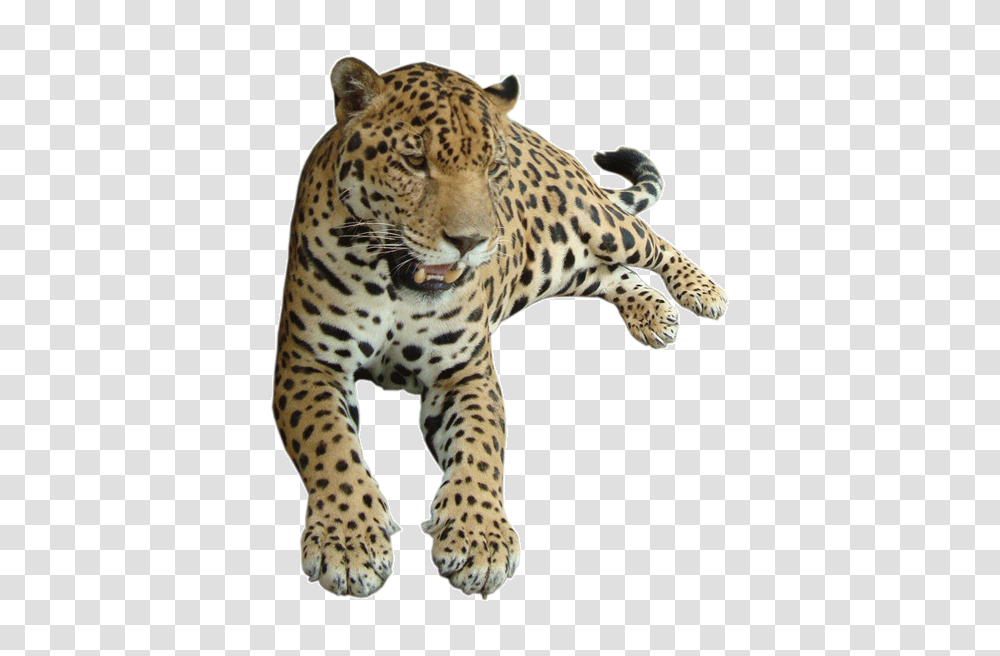 Size Upload Date, Panther, Wildlife, Mammal, Animal Transparent Png