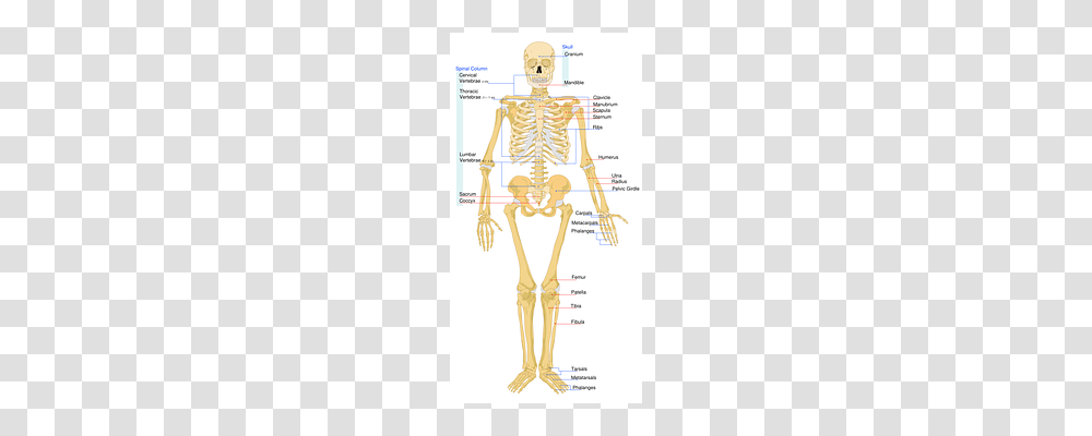 Skeletal Skeleton, Bow Transparent Png