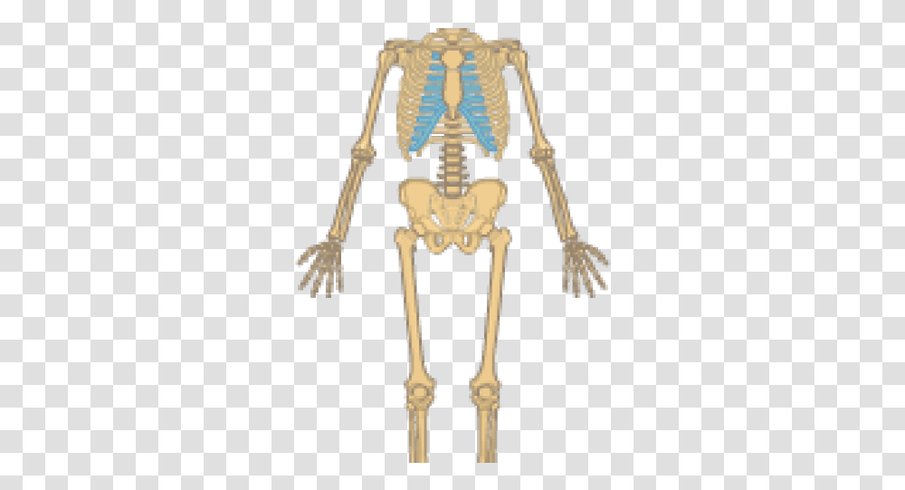 Skeletal System Clipart Human Skeletal System With Label Easy, Skeleton, Cross Transparent Png