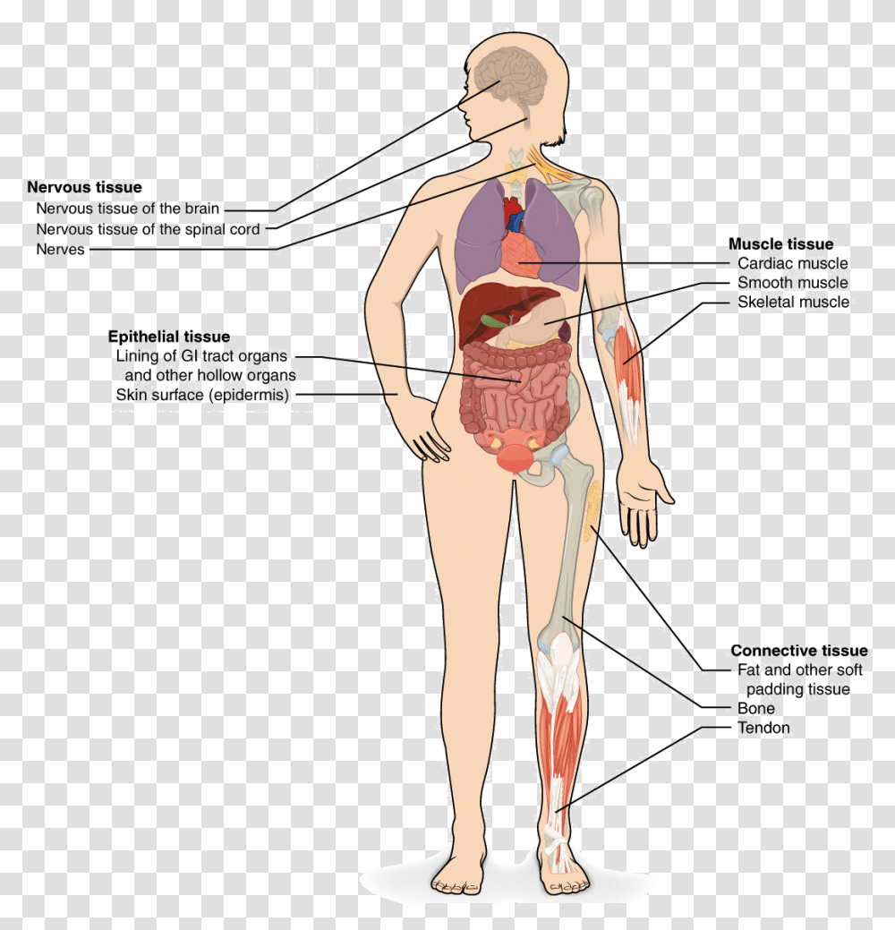 Skeletal System Epithelial Tissue Found In The Body, Person, Human, Plot, Diagram Transparent Png