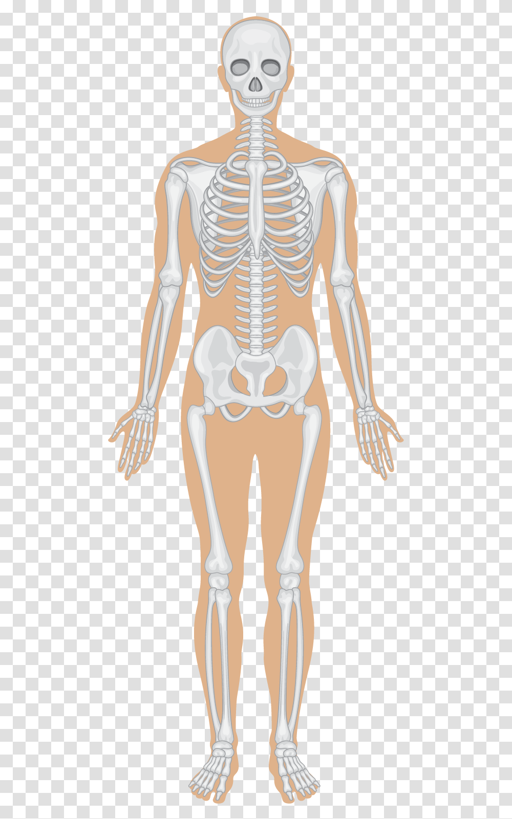 Skeletal System Human Body Systems, Skeleton, Person, Long Sleeve Transparent Png