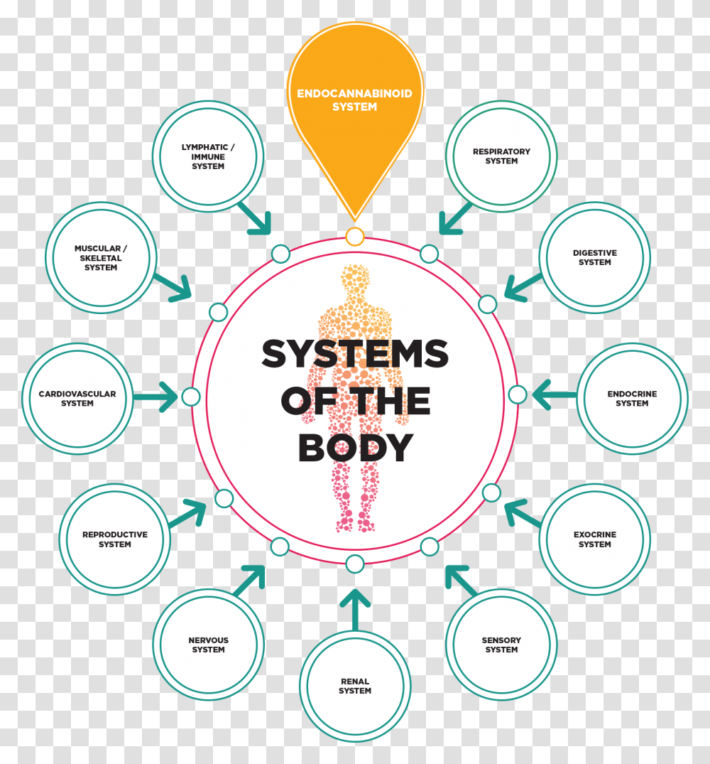 Skeletal System Minimalism Poster Film Interstellar, Diagram, Plot, Plan, Number Transparent Png