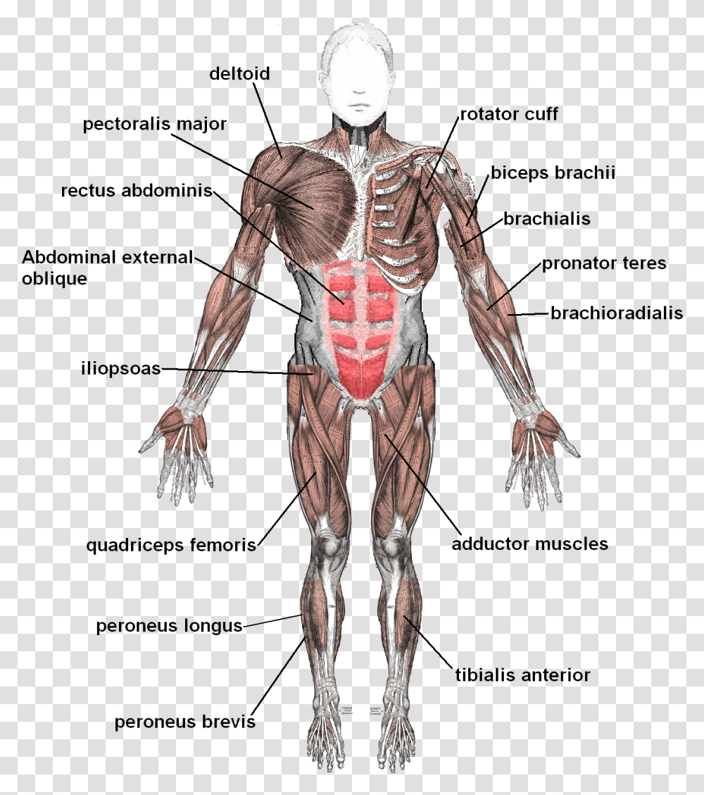 Skeletal System Muscles, Person, Human, Alien, Skeleton Transparent Png