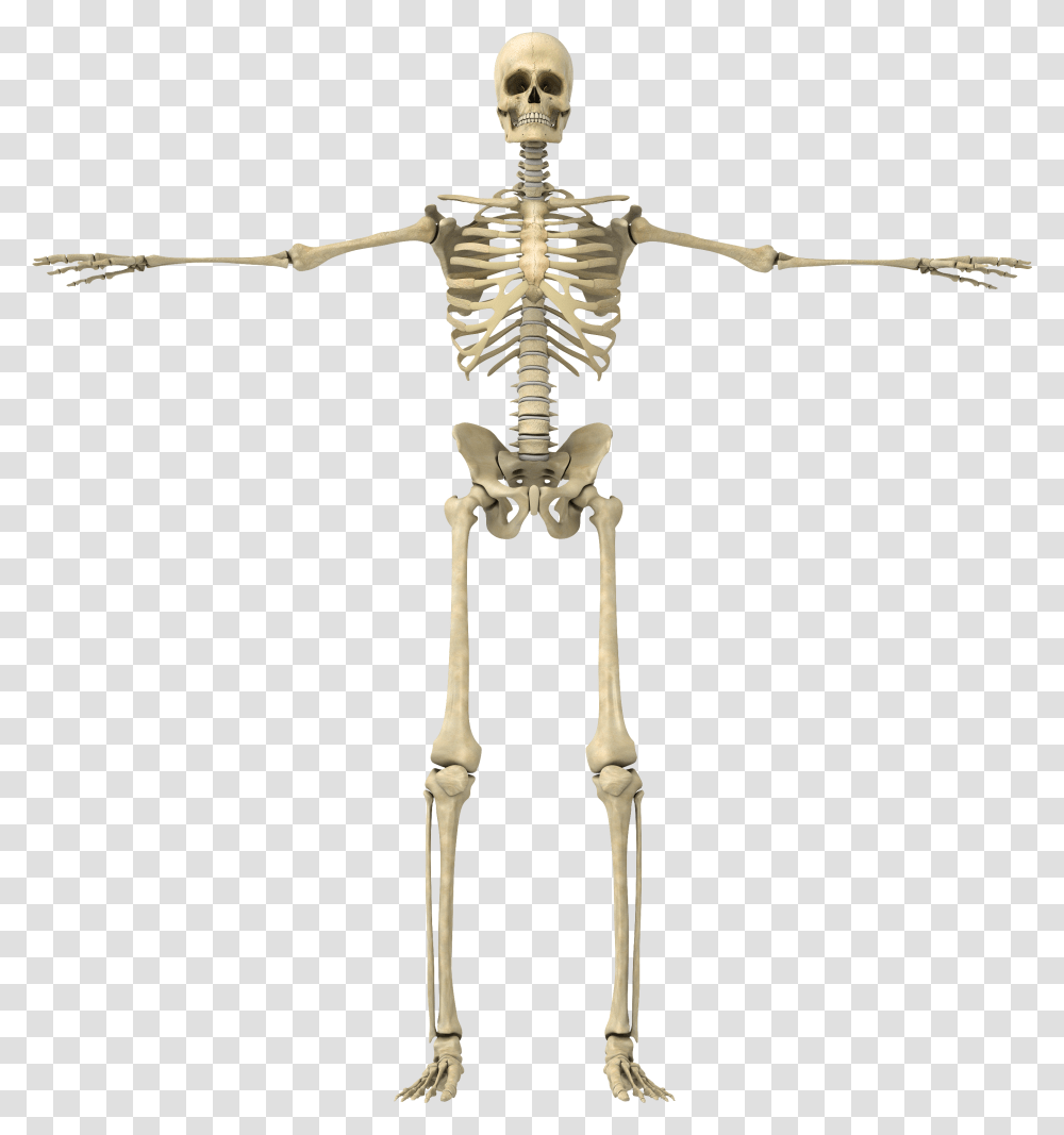 Skeletal System No Background, Cross, Skeleton Transparent Png