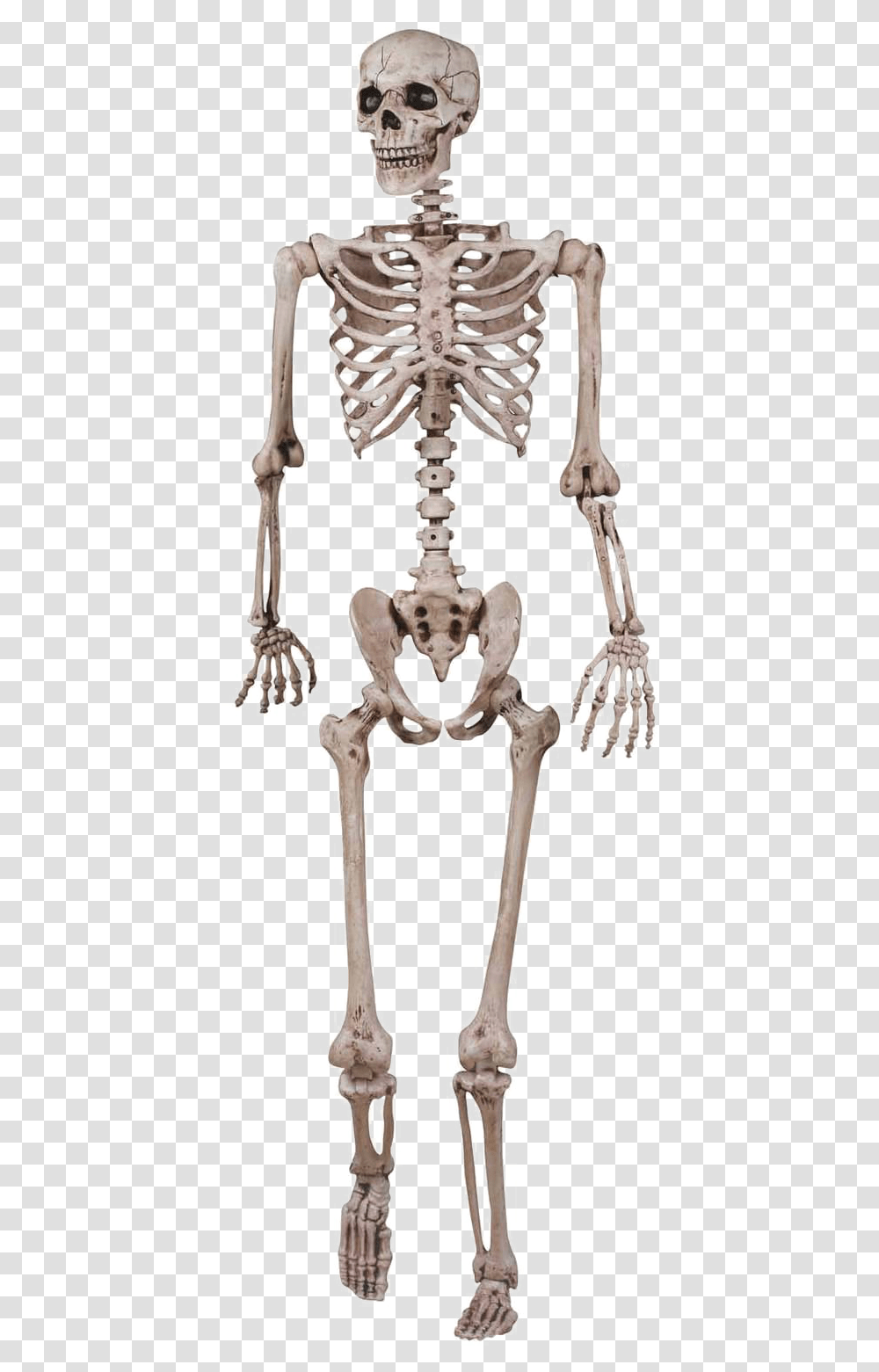 Skeletal System, Skeleton, Cross Transparent Png