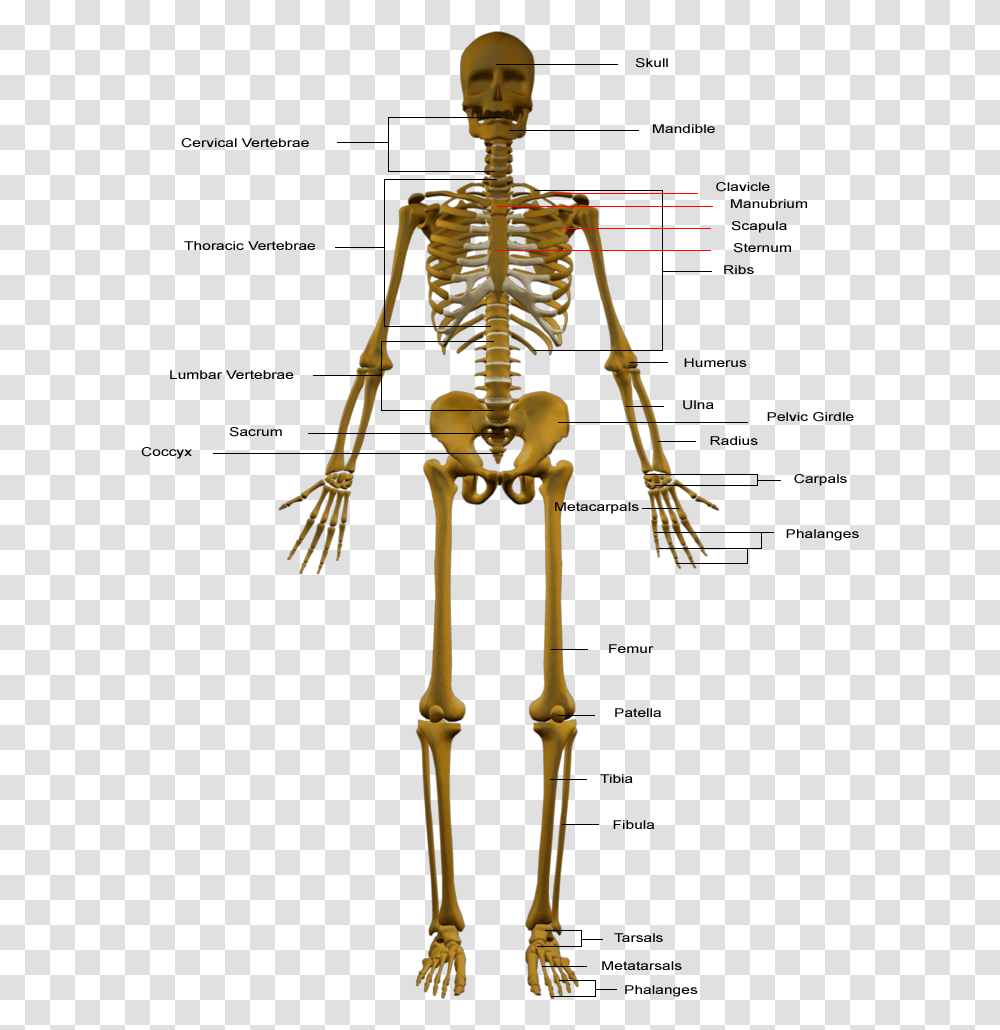 Skeletal System, Skeleton Transparent Png