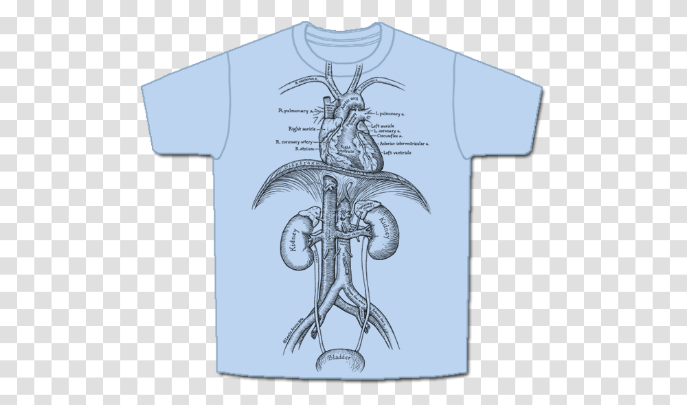 Skeletees Skeletees Anatomical T Shirts Designed And Circulatory System T Shirt, Apparel, T-Shirt, Cross Transparent Png