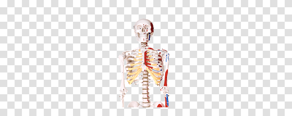 Skeleton Person, Human, Helmet Transparent Png