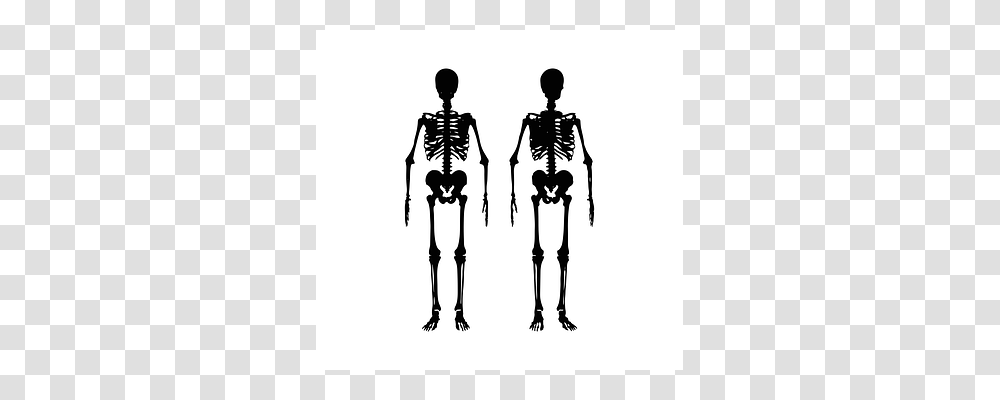 Skeleton Person, Human, Silhouette Transparent Png