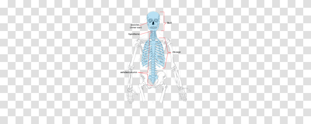 Skeleton Technology, X-Ray, Medical Imaging X-Ray Film, Ct Scan Transparent Png