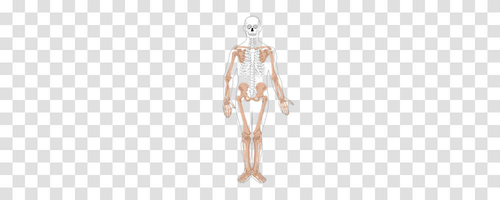 Skeleton Technology, Person, Human Transparent Png