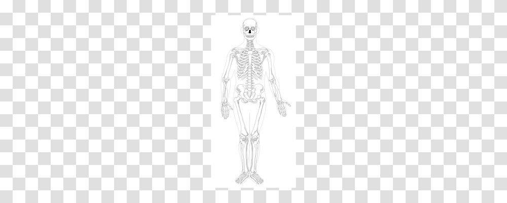 Skeleton Transparent Png