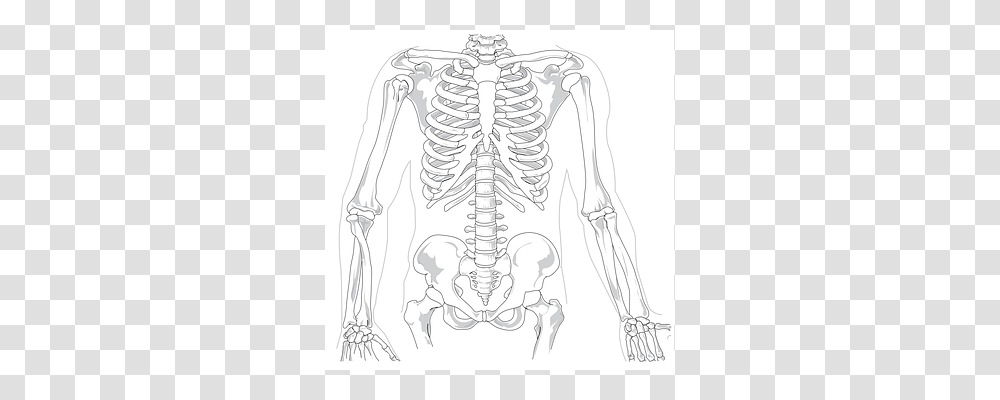 Skeleton Transparent Png