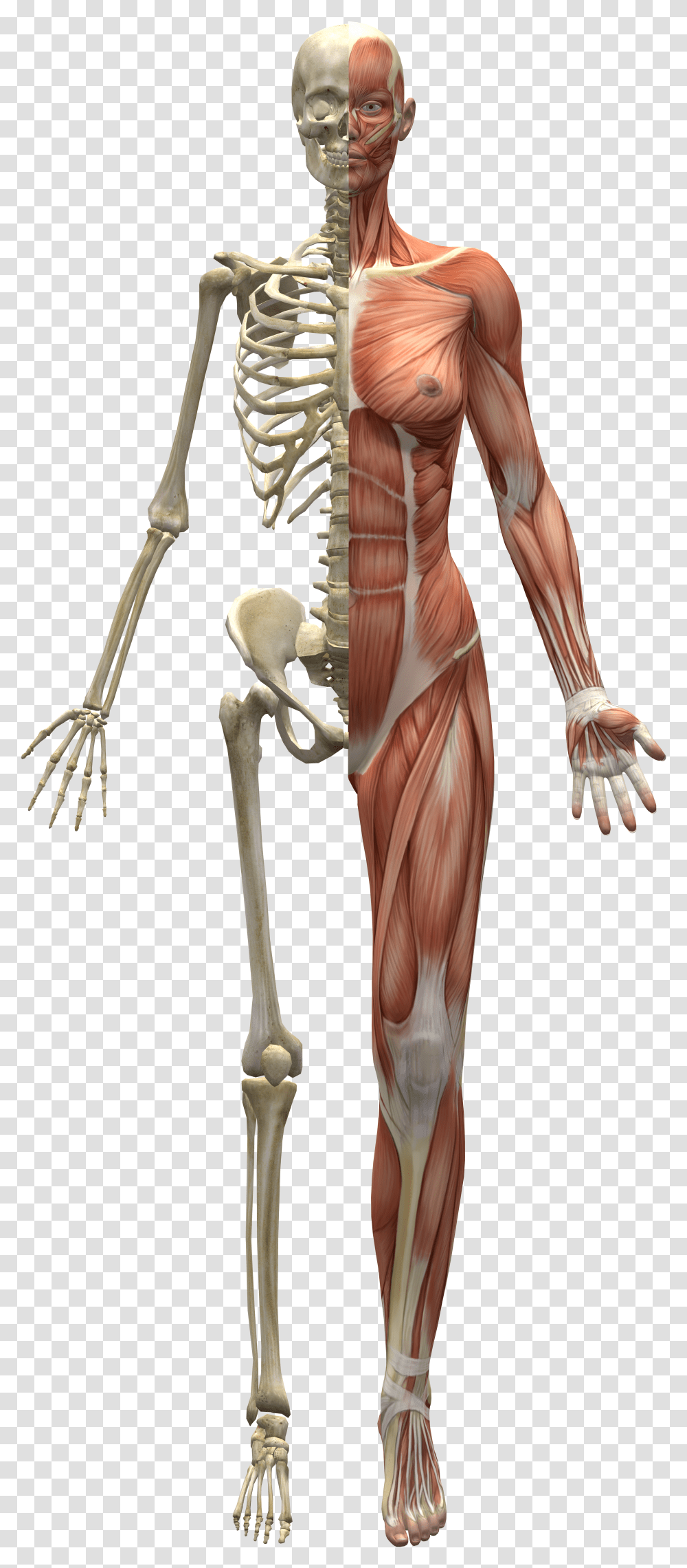 Skeleton And Muscles Transparent Png