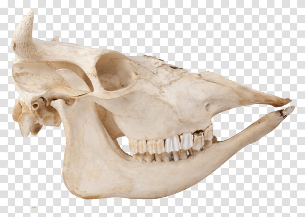 Skeleton Animal Bones, Jaw, Fungus, Fossil Transparent Png