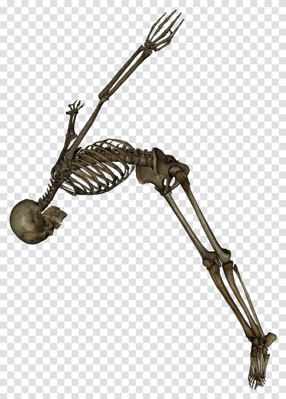 Skeleton, Animal Transparent Png