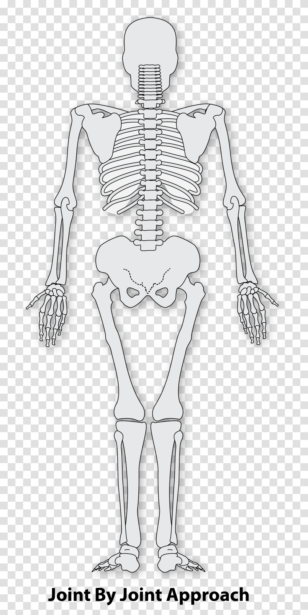 Skeleton Arm Highfield Awarding Body For Compliance, Person, Human Transparent Png