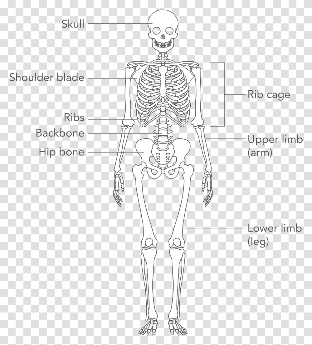 Skeleton Arm, Person, Human Transparent Png