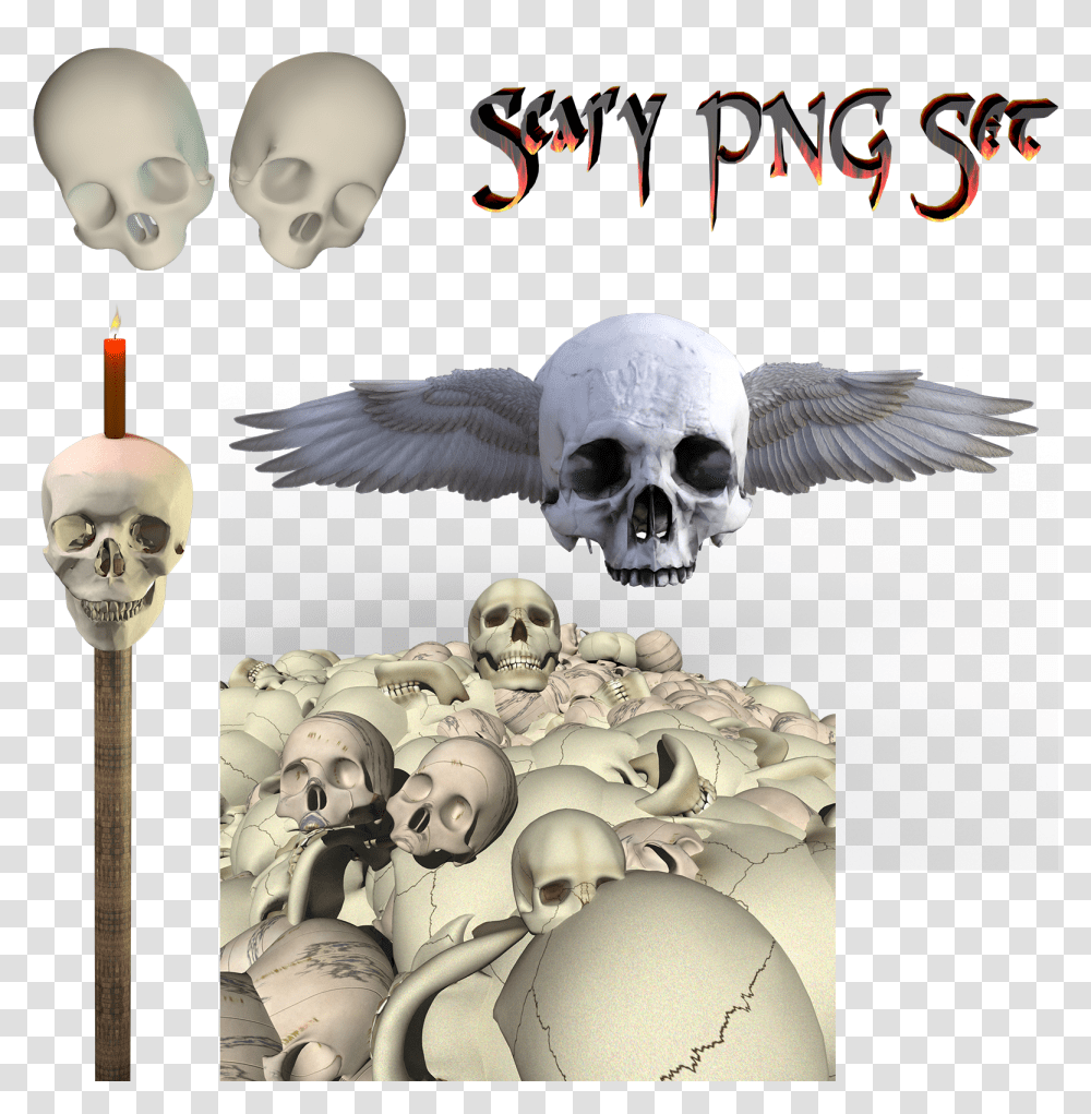 Skeleton, Bird, Animal, Head, Jaw Transparent Png