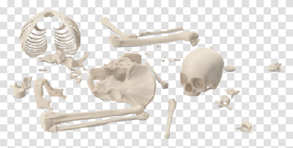 Skeleton Bones Brokenskeleton Graphicdesign Anthropologist, Vehicle, Transportation, Animal, Mammal Transparent Png