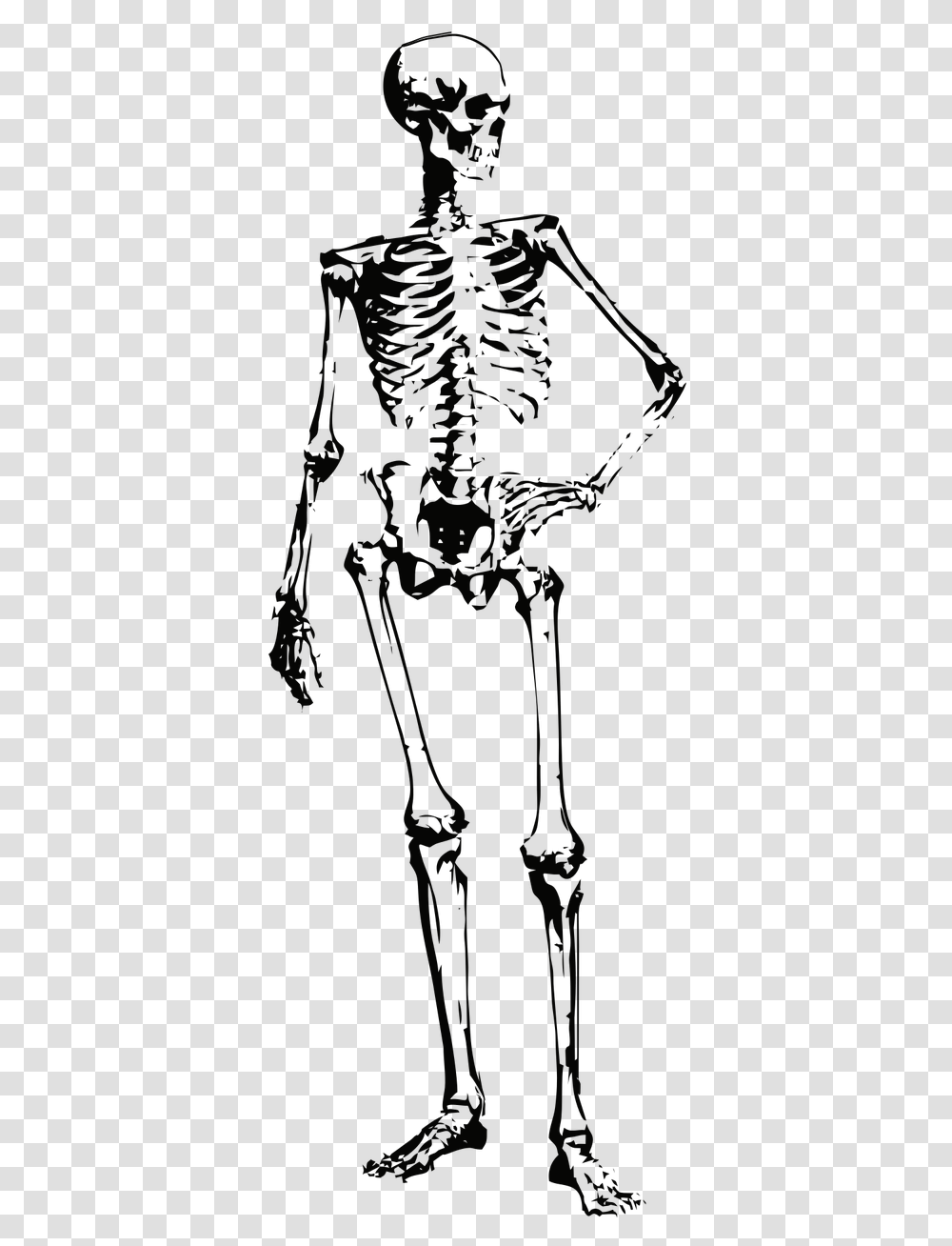 Skeleton Bones Halloween Free Photo Skeleton, Alien, Person, Human Transparent Png
