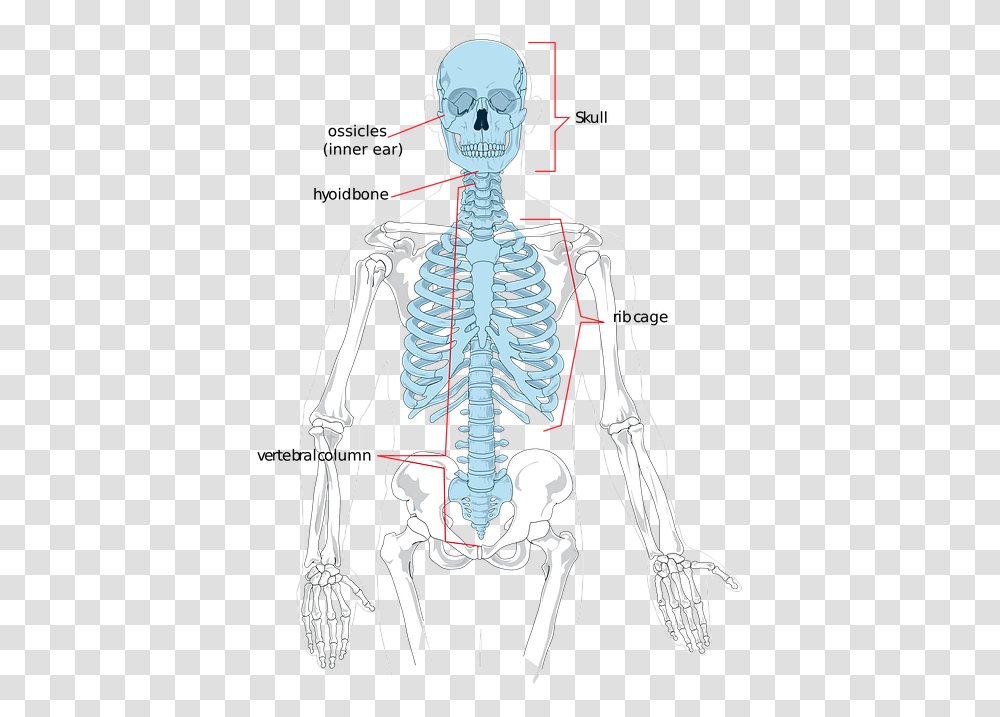 Skeleton Bones Human Science Diagram System Axial Skeleton X Ray, X-Ray, Ct Scan, Medical Imaging X-Ray Film Transparent Png