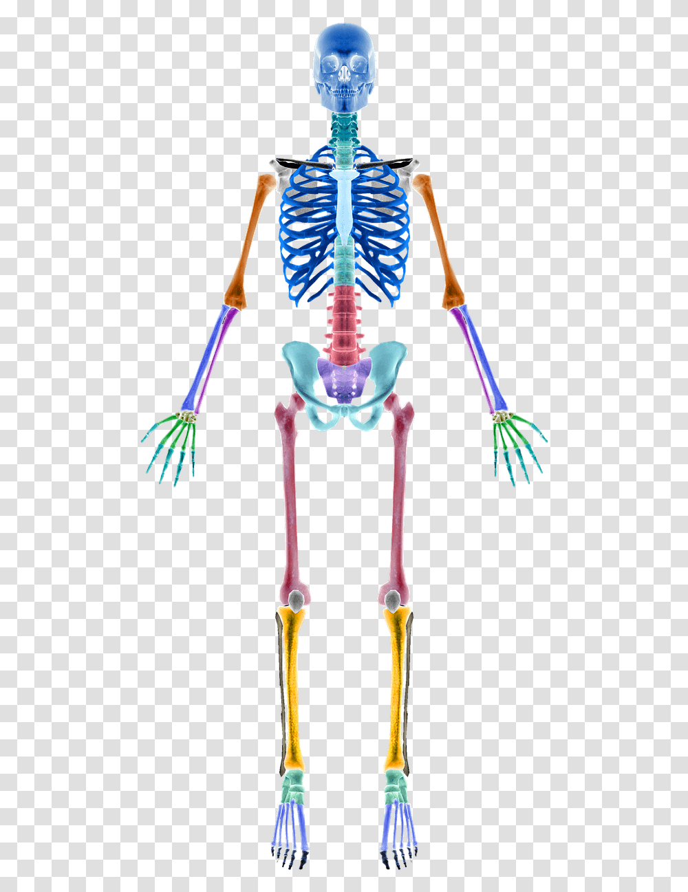 Skeleton Bones Skeleton Sections Free Photo Human Skeleton, Sword, Blade, Weapon, Weaponry Transparent Png