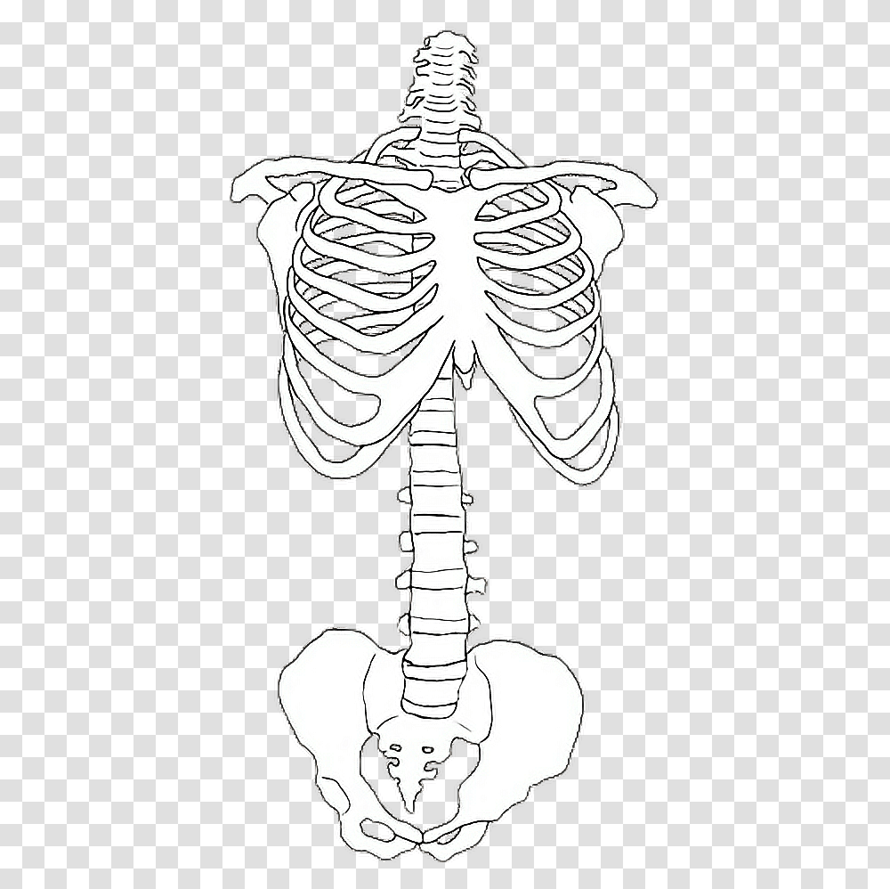 Skeleton Bones, Stencil, Person, Human Transparent Png