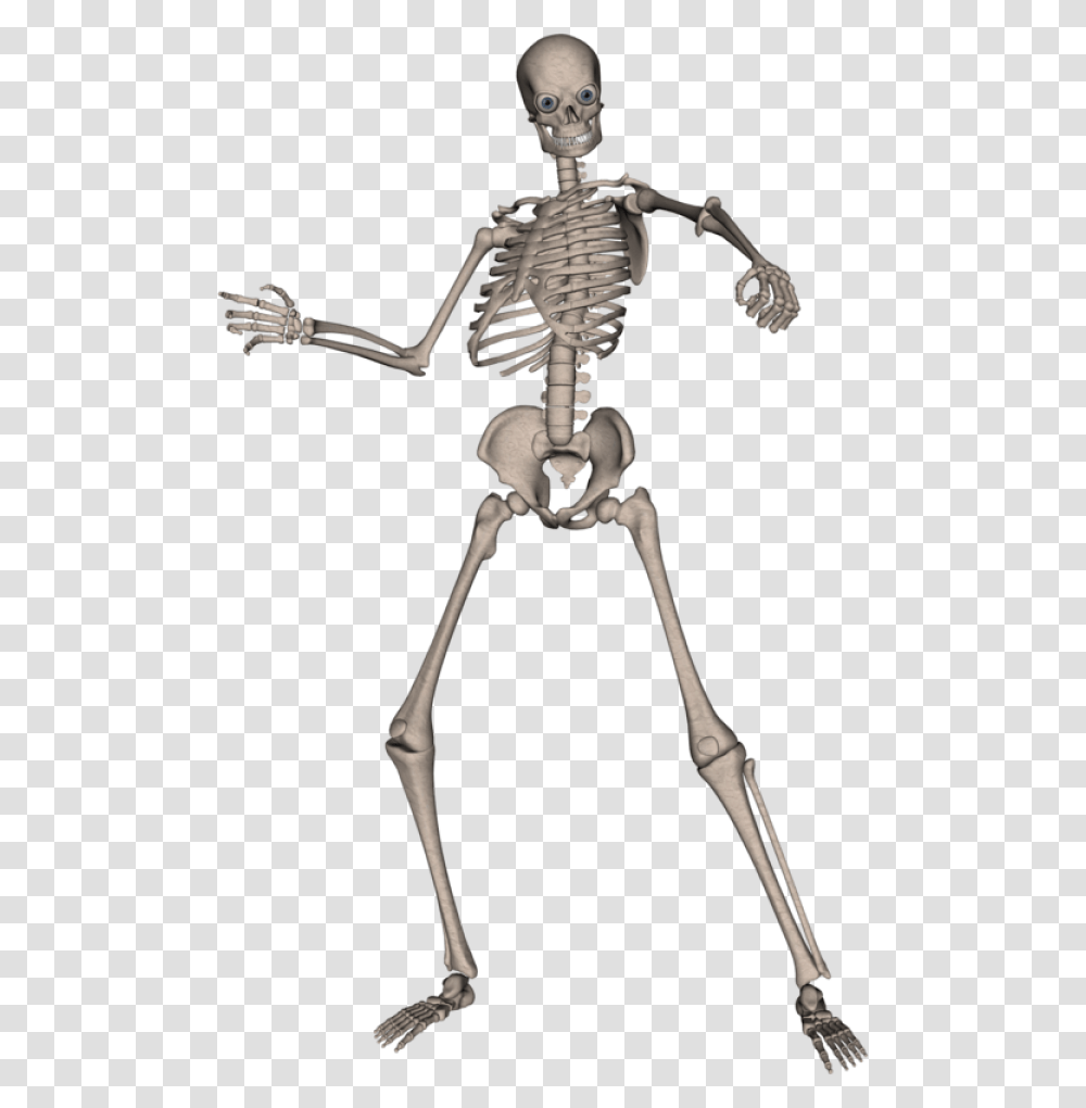 Skeleton, Bow, Person, Human Transparent Png