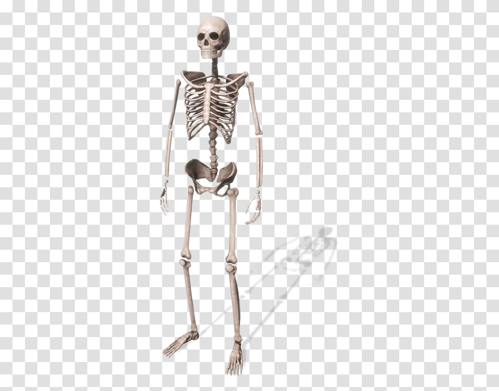 Skeleton, Bow Transparent Png